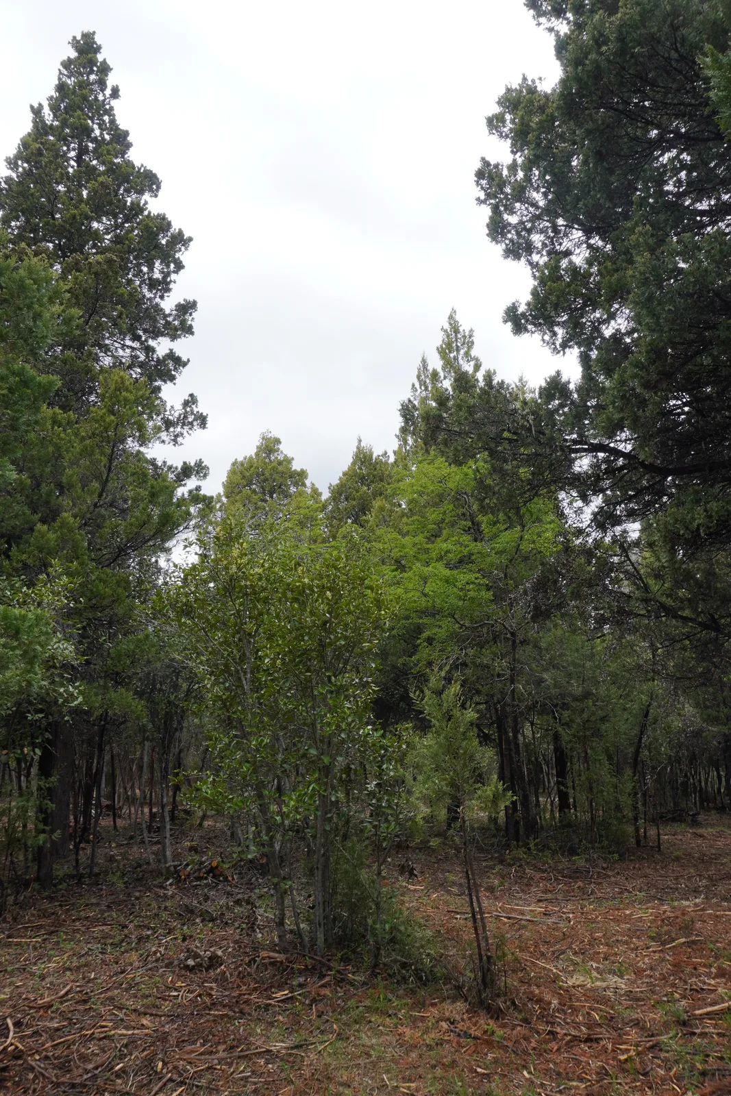 Bosque nativo en Silvestre
