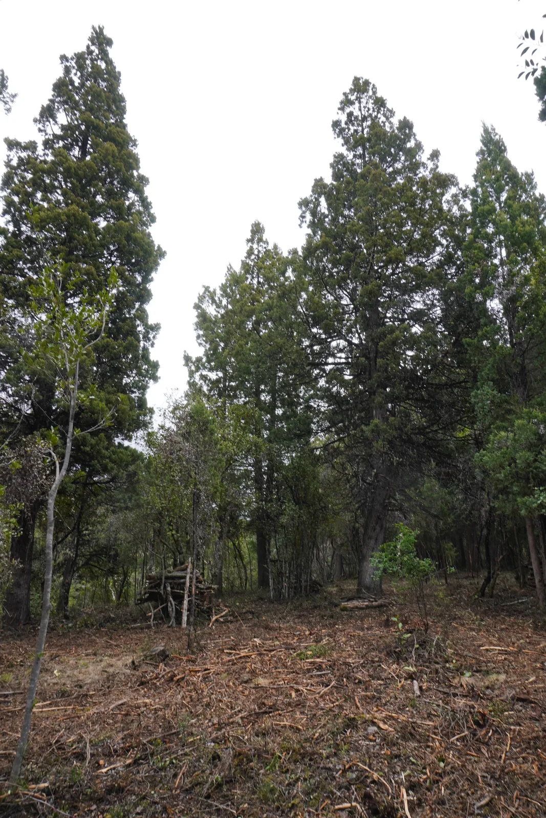Copas de árboles en Silvestre