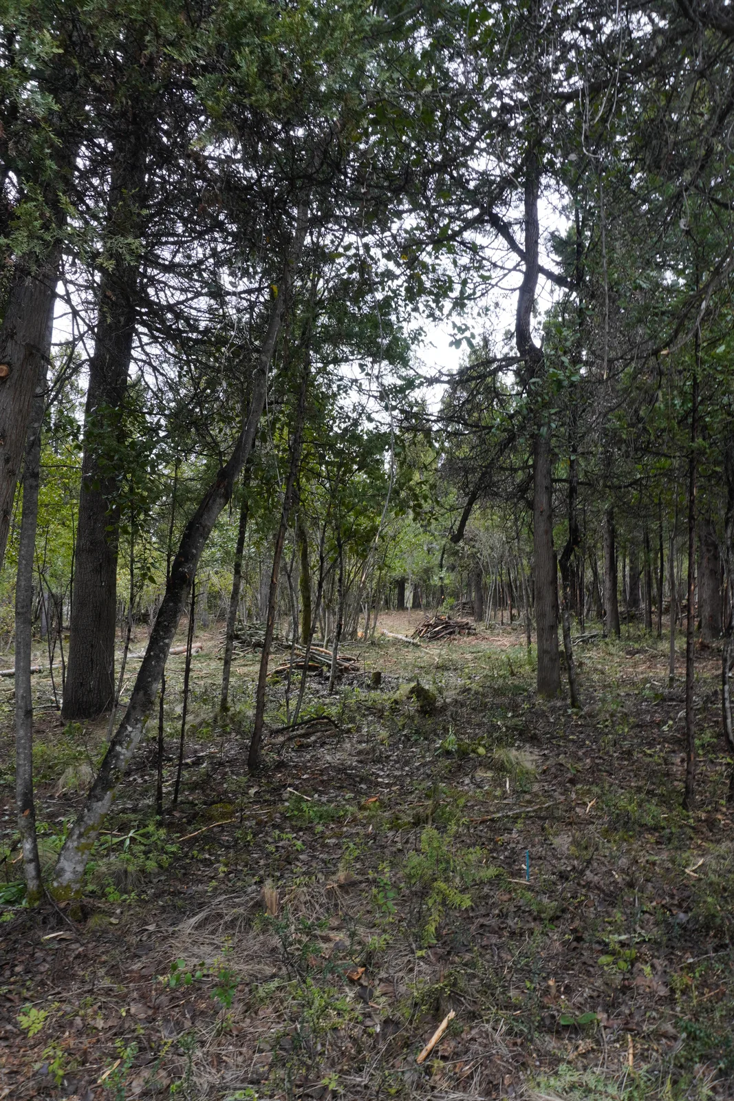 Interior del bosque en Silvestre