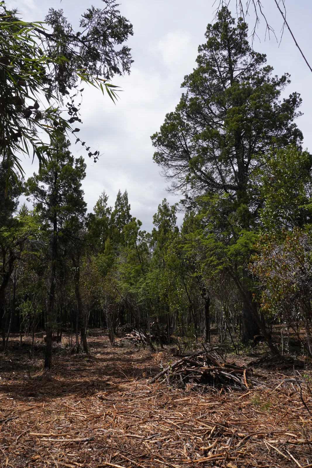 Pinos en Silvestre