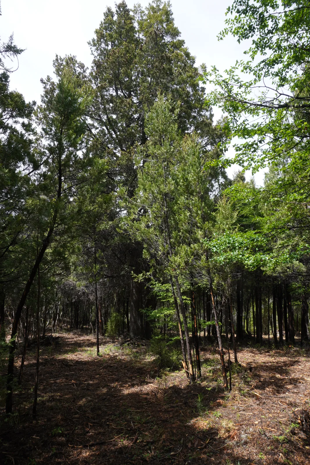 Sendero en Silvestre